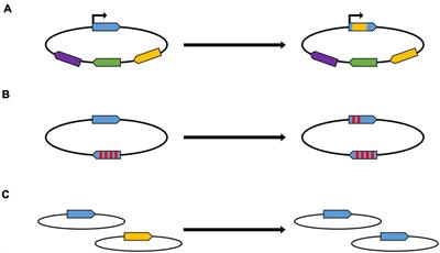 Characterization of Non-selected Intermolecular Gene Conversion in the Polyploid Haloarchaeon Haloferax volcanii